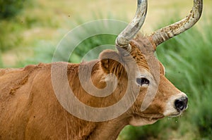 Calf of autochthonous breed from the North of Portugal, BarrosÃ¡ breed. Defocused backg