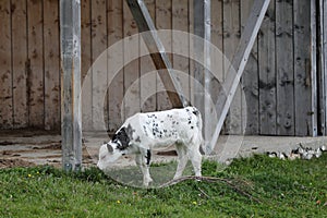 Calf on a barn