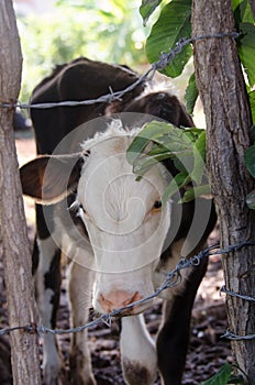 Calf behind barb wire and tree limb gate