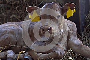 Calf after birth