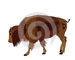 Calf bison vector illustration isolated on white background. Portrait of baby buffalo male