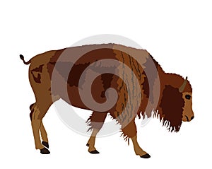 Calf bison vector illustration isolated on white background. Portrait of baby buffalo male