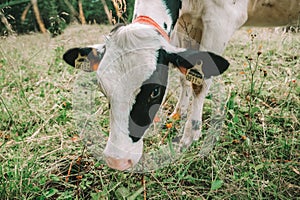 calf with black and white spotting in alpine pasture.Holstein Friesian Cattle.Calves graze on a meadow in the mountains.