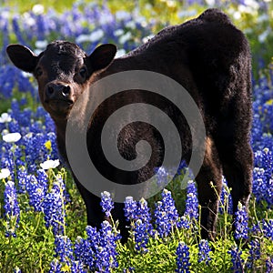 Calf in Bluebonnets