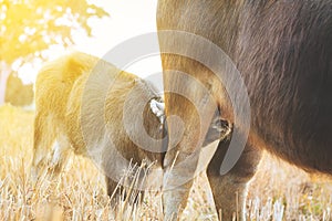 Calf buffalo sucking breast milk