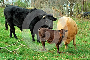 Calf with Bull and Cow