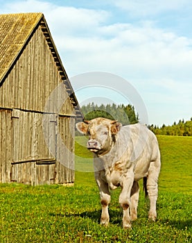 Calf at the byre.