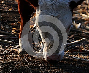 A calf photo
