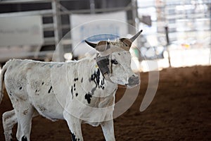 Calf In Calf Roping Event At Indoor Rodeo