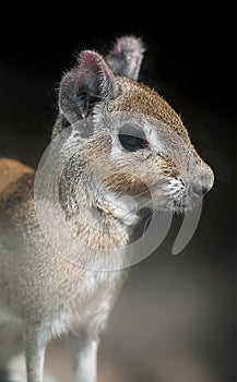 Calf of Chacoan Mara Dolichotis salinicola, large South American rodent of the cavy family