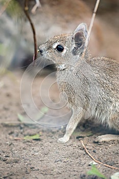 Calf of Chacoan Mara Dolichotis salinicola, large South American rodent of the cavy family. Mara sits, eats branch and looks