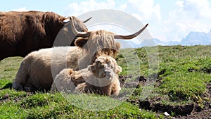 A Calf Chewing the Cud, in the Mountains, Close Up