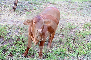 Calf Chewing Its Cud