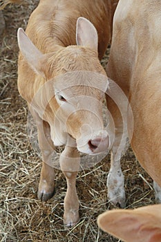 Calf