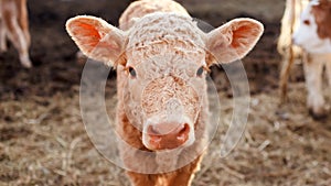 Calf in a corral close up.