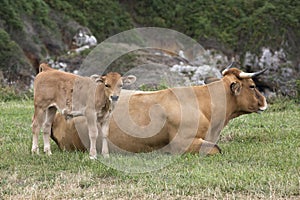 Calf and cow Asturian race. photo