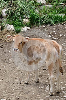 Calf cow. Dagestan. Russia