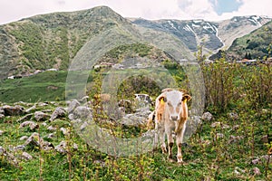 Calf Cow Eating Grass In Spring Pasture. Cow Grazing On A Green