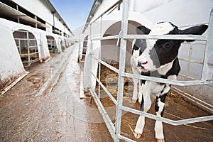 Calf in cow farm