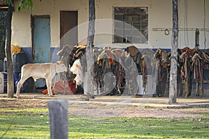 Calf cow in front of stored horse saddles, Pantanal Wetlands, Mato Grosso, Brazil