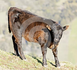 Calf Cow Grazing