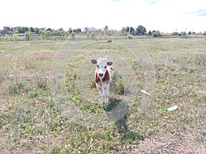 The little calf looks at the photographer with interest