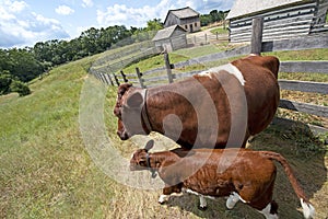 Calf and Cow on Old Rustic Wisconsin Dairy Farm