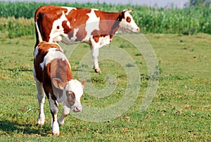 Calf and cow on pasture