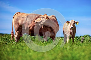 A calf and a cow stands on a meadow