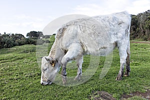 Calf cow willow grazing