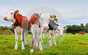 Calf cows