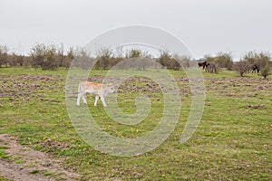 Calf cows on green pasture at ecofarm on grazing , spring day, rural landscape photo