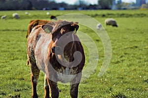 Calf cows