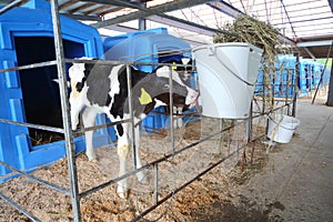 Calf on a dairy farm drinking water from a