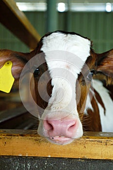 Calf in Dairy Industry