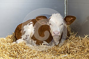 Calf, delicate red and white young cow is lying curled up in the straw in a barn