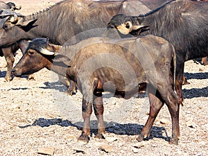 A Calf of a Domestic Asian Water Buffalo