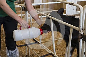 Calf drinking milk from a bottle