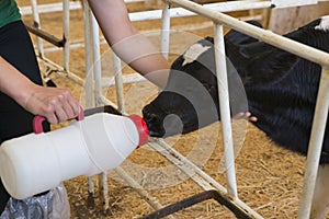 Calf drinking milk from a bottle