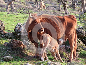 A calf drinking milk from his mother in outdoor field