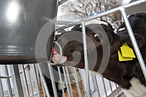 Calf drinking in stable on farm