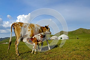 Calf drinks milk from his mother photo