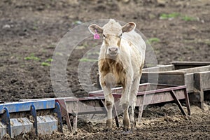 Calf with ear tag at a livestock ranch