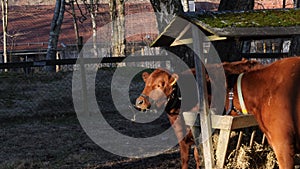 Calf Eating from Feeder Early Autumn Morning, Urban Farm Scene