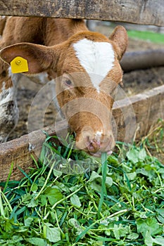 Calf eating green rich fodder photo