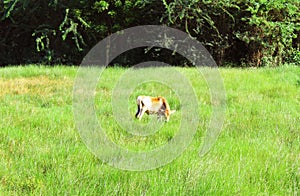 Calf eats food on meadow