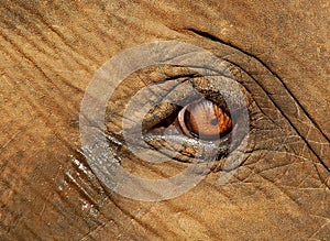 Calf Elephant' Crying Eye