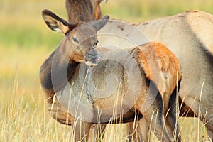 Calf Elk