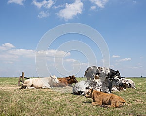 Calf en cows recline in green dutch meadow under blue sky