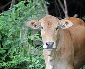 calf face selective focus